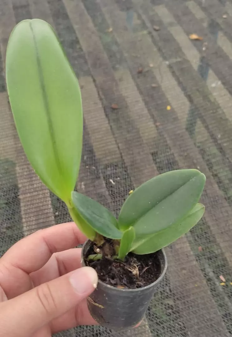 Imagem Segundaria do Produto